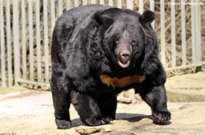 Kragenbär (Ursus thibetanus) im Eifelzoo Lünebach-Pronsfeld