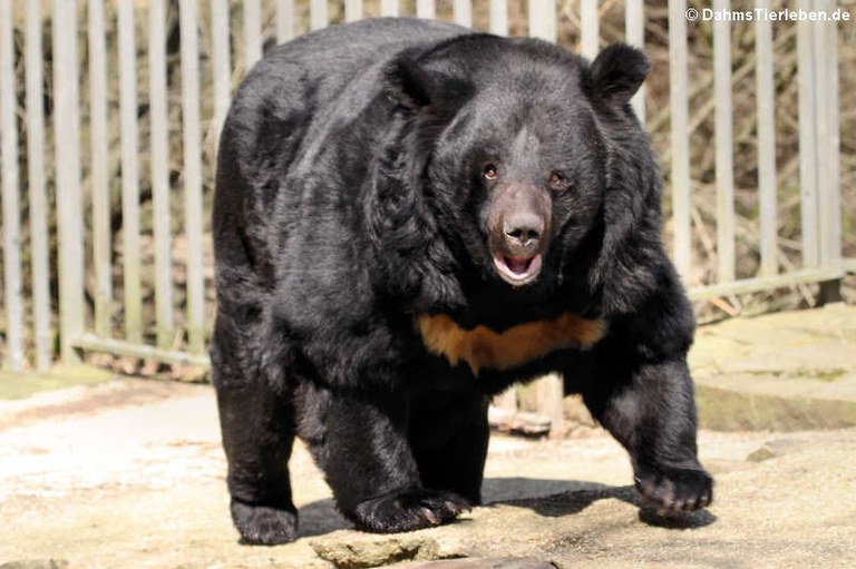 Ursus thibetanus