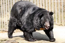 Kragenbär (Ursus thibetanus) im Eifelzoo Lünebach-Pronsfeld