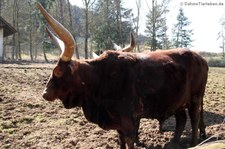 Watussirind im Eifelzoo Lünebach-Pronsfeld