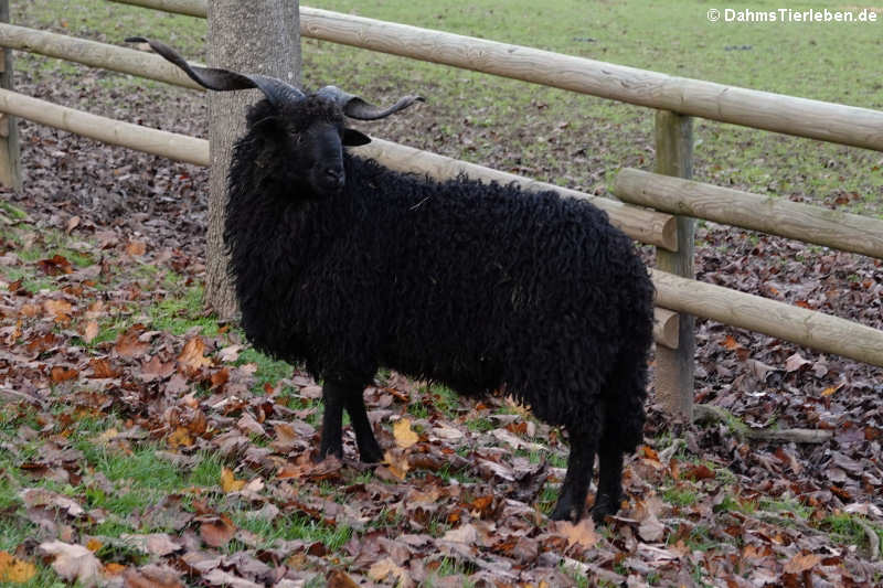 Zackelschaf (Ovis orientalis f. aries)