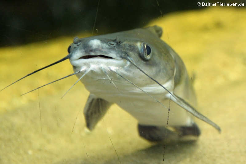 Kolumbianischer Kreuzwels Ariopsis simonsi-1