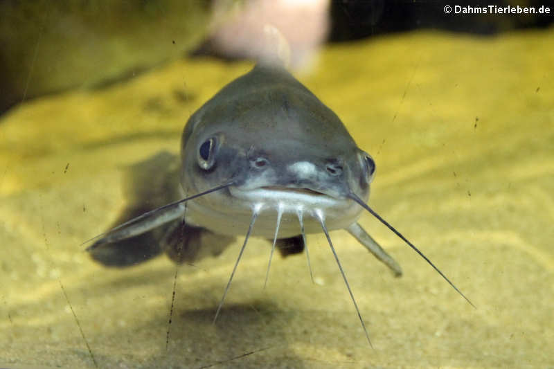 Kolumbianischer Kreuzwels Ariopsis simonsi-2