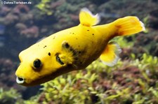 Sternenkugelfisch (Arothron meleagris) im Tierpark Hellabrunn, München