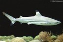 Carcharhinus melanopterus