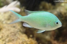 Grüner Schwalbenschwanz (Chromis viridis) im Tierpark Hellabrunn, München