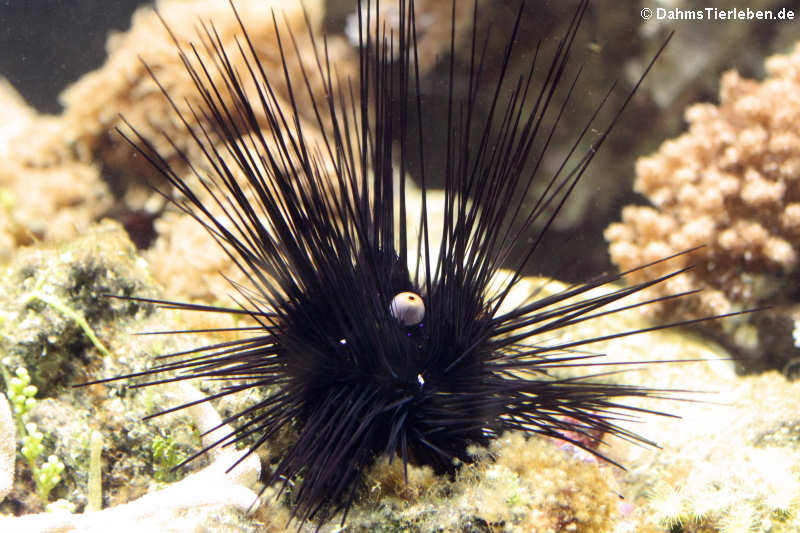 Diadema setosum-2