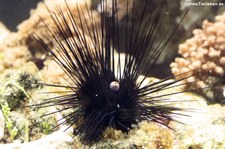 Diademseeigel (Diadema setosum) im Tierpark Hellabrunn 