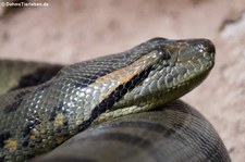 Grüne Anakonda (Eunectes murinus) im Tierpark Hellabrunn, München