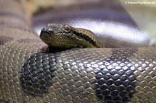 Grüne Anakonda (Eunectes murinus) im Tierpark Hellabrunn, München