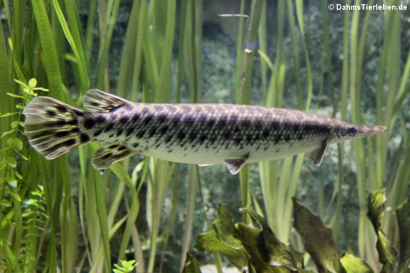 Lepisosteus oculatus-3