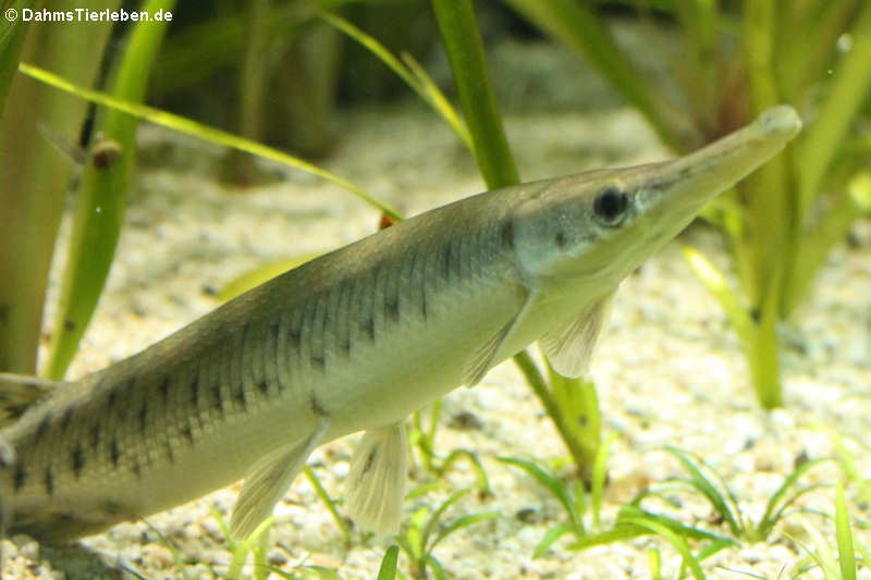 Lepisosteus oculatus-2