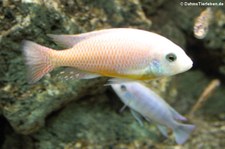 Roter Zebrabuntbarsch (Maylandia estherae) im Münchner Tierpark Hellabrunn