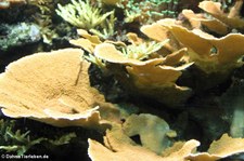 Kleinpolypige Steinkoralle (Montipora palawanensis) im Tierpark Hellabrunn, München