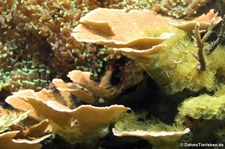 Kleinpolypige Steinkoralle (Montipora palawanensis) im Tierpark Hellabrunn, München