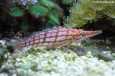 Langschnauzen-Korallenwächter (Oxycirrhites typus) im Tierpark Hellabrunn, München