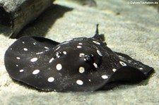 Leopolds Stechrochen(Potamotrygon leopoldi) im Münchner Tierpark Hellabrunn