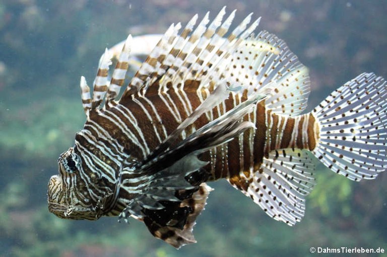 Pterois volitans