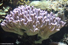 Steinkoralle (Stylophora spec.) im Münchner Tierpark Hellabrunn