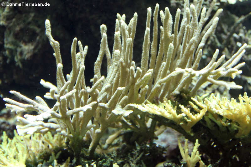 Stylophora Stylophora-1