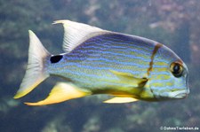 Segelflossen-Schnapper (Symphorichthys spilurus) im Tierpark Hellabrunn, München