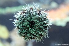 Karibischer Seeigel (Tripneustes ventricosus) im Münchner Tierpark Hellabrunn