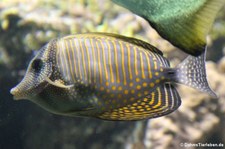 Indischer Segelflossendoktor (Zebrasoma desjardinii) im Tierpark Hellabrunn, München