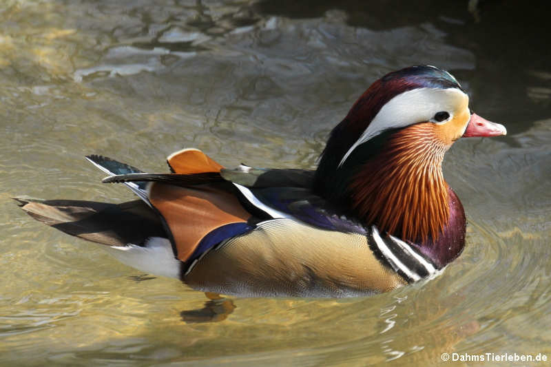 männliche Mandarinente (Aix galericulata)