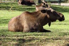 Eurasischer Elch (Alces alces alces) im Tierpark Hellabrunn, München