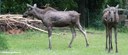 Alces alces alces