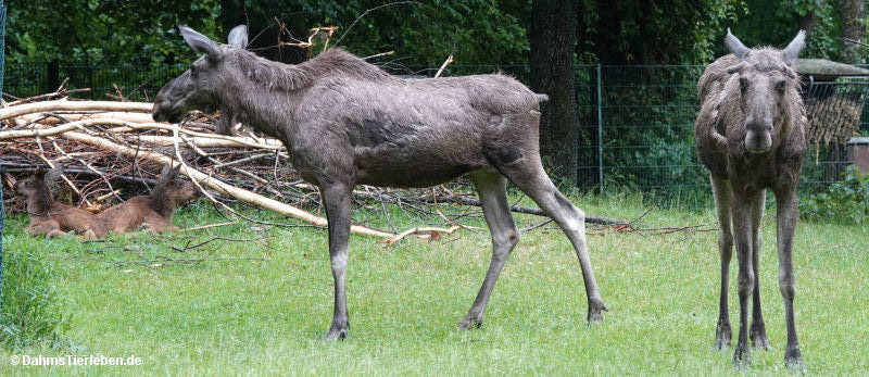 Eurasische Elche
(Alces alces alces) Alces alces alces