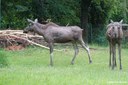 Alces alces alces
