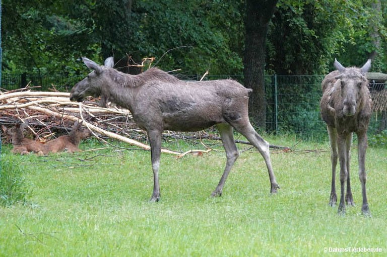 Alces alces alces