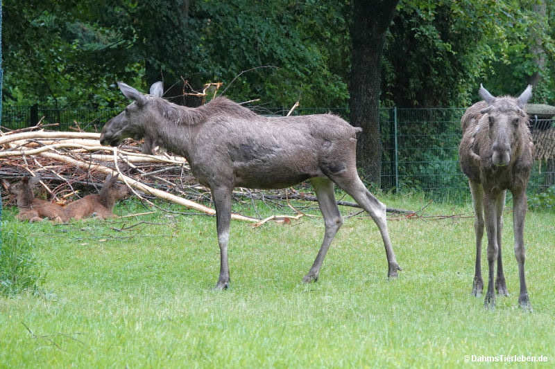 Alces alces alces-6