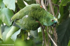 Blaustirnamazone (Amazona aestiva) im Münchner Tierpark Hellabrunn