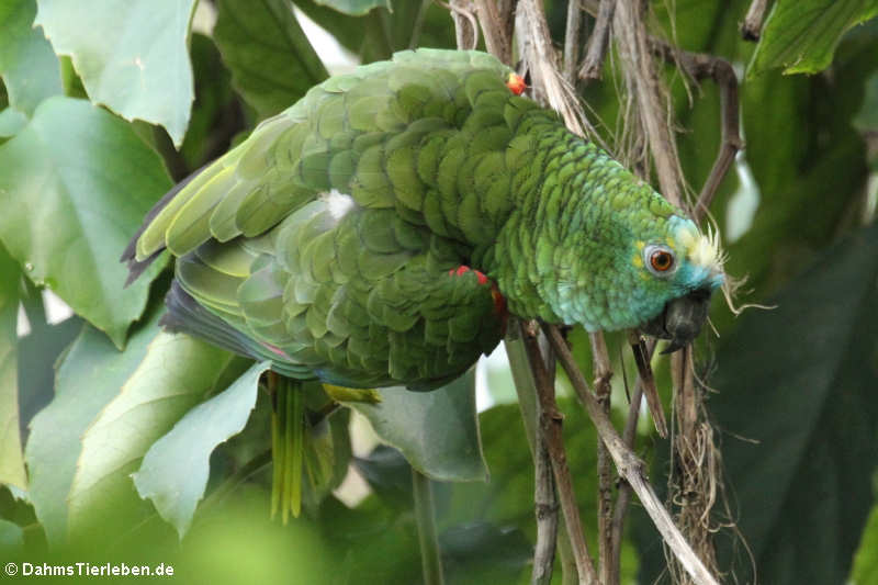 Amazona aestiva