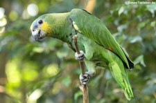 Blaustirnamazone (Amazona aestiva - Unterartenstatus unbekannt) im Tierpark Hellabrunn, München