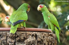 Weißstirnamazone (Amazona albifrons) im Tierpark Hellabrunn, München