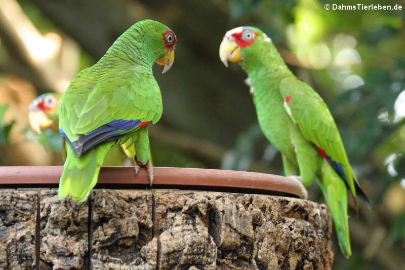 Amazona albifrons