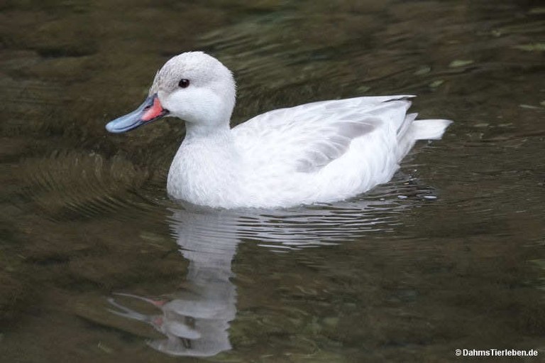 Anas bahamensis f. domestica