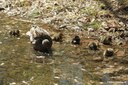Anas platyrhynchos platyrhynchos