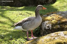 Graugans (Anser anser) im Tierpark Hellabrunn, München