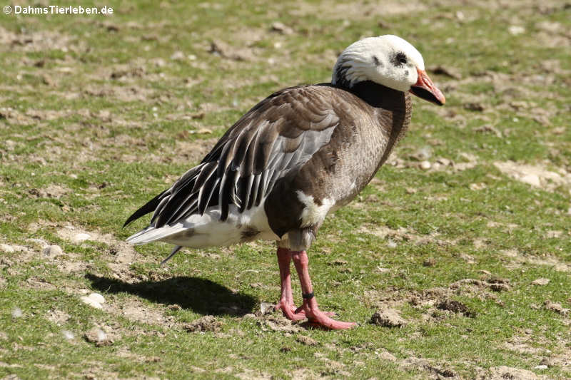 Kleine Schneegans
(Anser caerulescens caerulescens) Anser caerulescens caerulescens