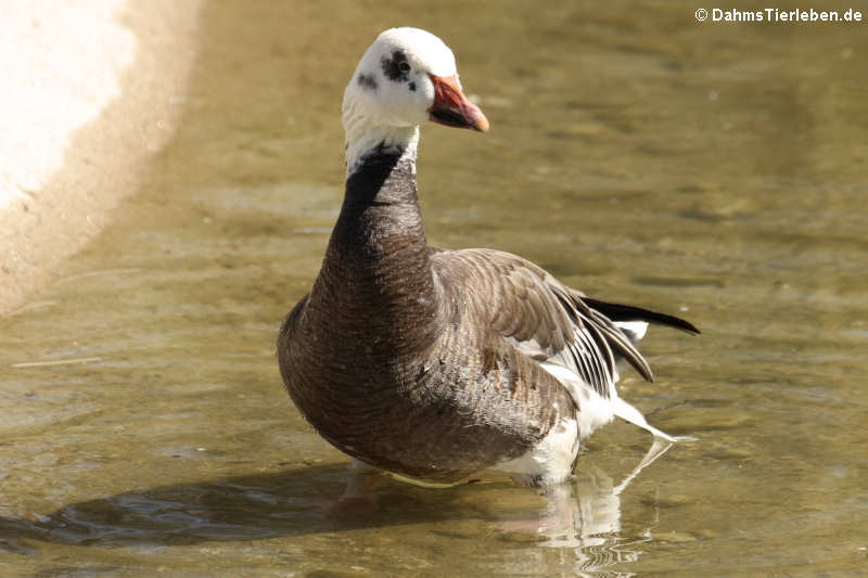 Kleine Schneegans Anser caerulescens caerulescens-4
