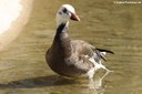 Anser caerulescens caerulescens