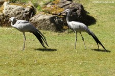 Paradieskraniche (Anthropoides paradisea) im Tierpark Hellabrunn