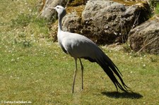 Paradieskranich (Anthropoides paradisea) im Tierpark Hellabrunn