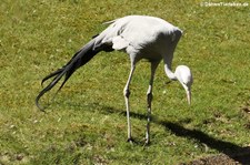 Paradieskranich (Anthropoides paradisea) im Tierpark Hellabrunn