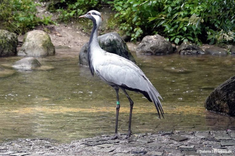 Anthropoides virgo