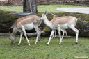 Antilope cervicapra